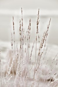 Frostigt vintergräs av Christina Sillen
