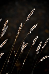 Gyllene gräsets sken av Christina Sillen