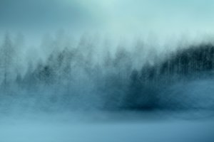 Den dimmiga blå skogen