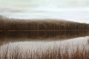 Reflektioner i den dimmiga skogen av Christina Sillen