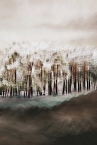 Lugnet i den dimmiga skogen av Christina Sillen