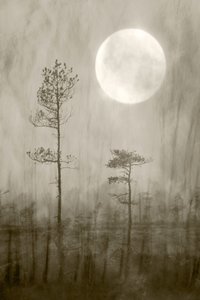 Misty Moon Over Bog av Christina Sillen