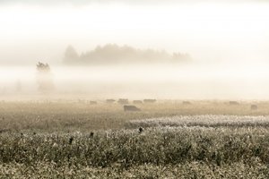 Kor i dimman på morgonen av Christina Sillen