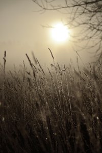 Dimma i morgonsolen av Christina Sillen
