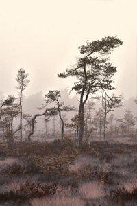Landskap med dimmiga tallar av Christina Sillen