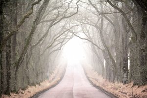 Misty Tree Tunnel Road av Christina Sillen
