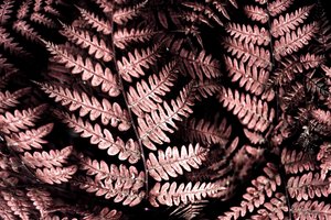 Stämningsfulla rosa ormbunkar av Christina Sillen