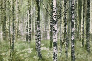Den fridfulla björkskogen av Christina Sillen