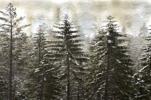 En snöig vinterskog