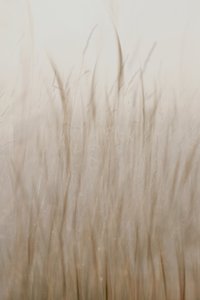 Mjuk beige gräs