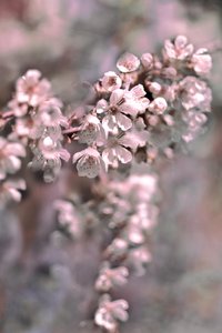Mjuka rosa blommor av Christina Sillen