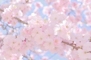 Mjukt rosa körsbärsblommor