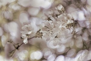 Mjuka vårblommor