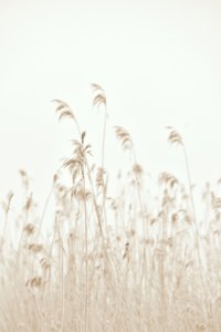 Mjukt vajande vass av Christina Sillen