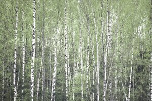 Vår i björkskogen