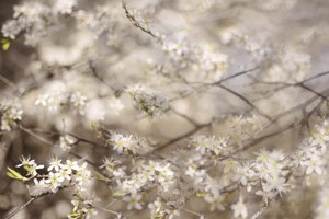 Vita vårblommor av Christina Sillen