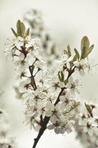 Vita vårblommor