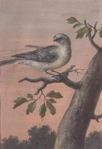 En fågel på en gren, (gouache), (se även 60075) av Christoph Ludwig Agricola