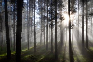 Solstrålar i den dimmiga skogen