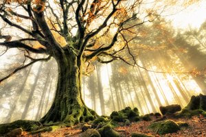 Solstrålar i den dimmiga skogen av Christophe Kiciak