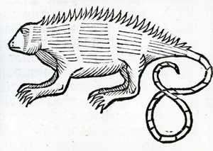 Leguan från "la Historia general de las Indias" 1547
