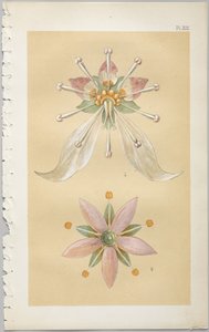 Konsten att dekorativ design: med en bilaga, som visar de timmar på dygnet då blommor öppnar, publicerad av Day & Son, London, 1862 av Christopher Dresser