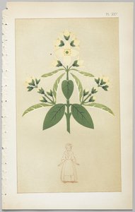 Konsten att dekorativ design: med en bilaga, som visar de timmar på dygnet då blommor öppnar, publicerad av Day & Son, London, 1862 av Christopher Dresser