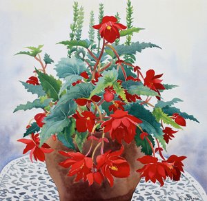 Begonia (akvarell på papper) av Christopher Ryland