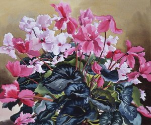 Cyclamen, 2004 (akvarell på papper)