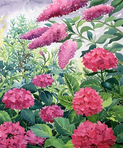 Trädgårdshortensior och Buddleia (akvarell på papper)