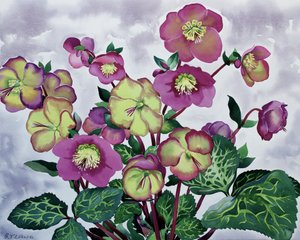 Helleborus (2)swed