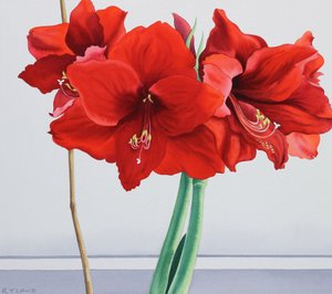 Röd amaryllis (akvarell på papper)