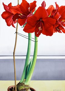 Röd Amaryllis 2 (akvarell på papper) av Christopher Ryland
