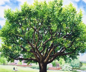 Sommar ek av Christopher Ryland
