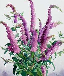 Vilda Buddleia av Christopher Ryland