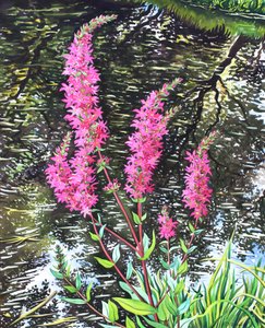 Wild Loosestrife (akvarell på papper) av Christopher Ryland