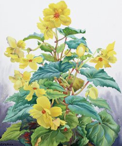 Gul Begonia 2 av Christopher Ryland