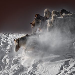 Galopperande snöhästar