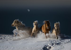 Galopperande snöhästar