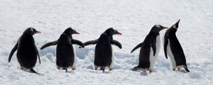 Pingviner på en snöig promenad av Chuanxu Ren