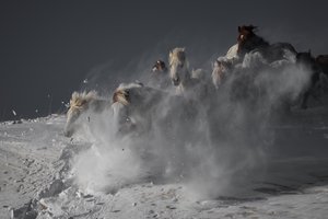 Vilda hästar som springer i snön av Chuanxu Ren