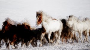Vilda hästar i vinterlandskap