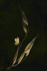  av Cicek Kiral