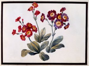 Auricula, c. 1690 gouache på papper.
