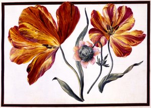 Tulpaner och anemone, ca 1690