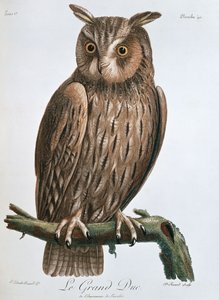 Le Grand Duc", Örnuggla, 1799-1808 av Claude Fessard