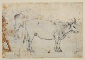 Studie av en oxe av Claude Lorrain