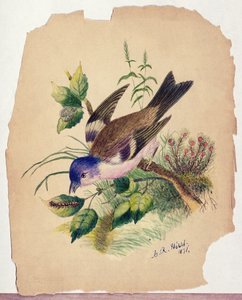 Bluebird på en gren