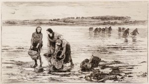 Musselsamlarna