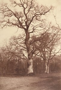 Studie av träd, Bois de Boulogne